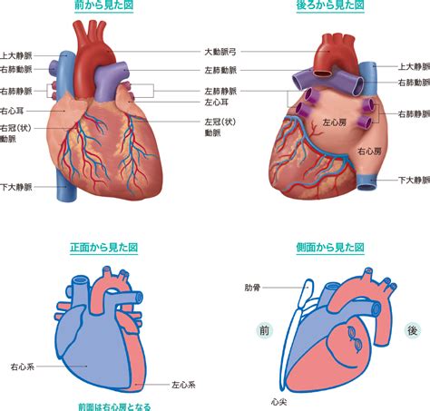 心底 位置|心臓のしくみとはたらき 